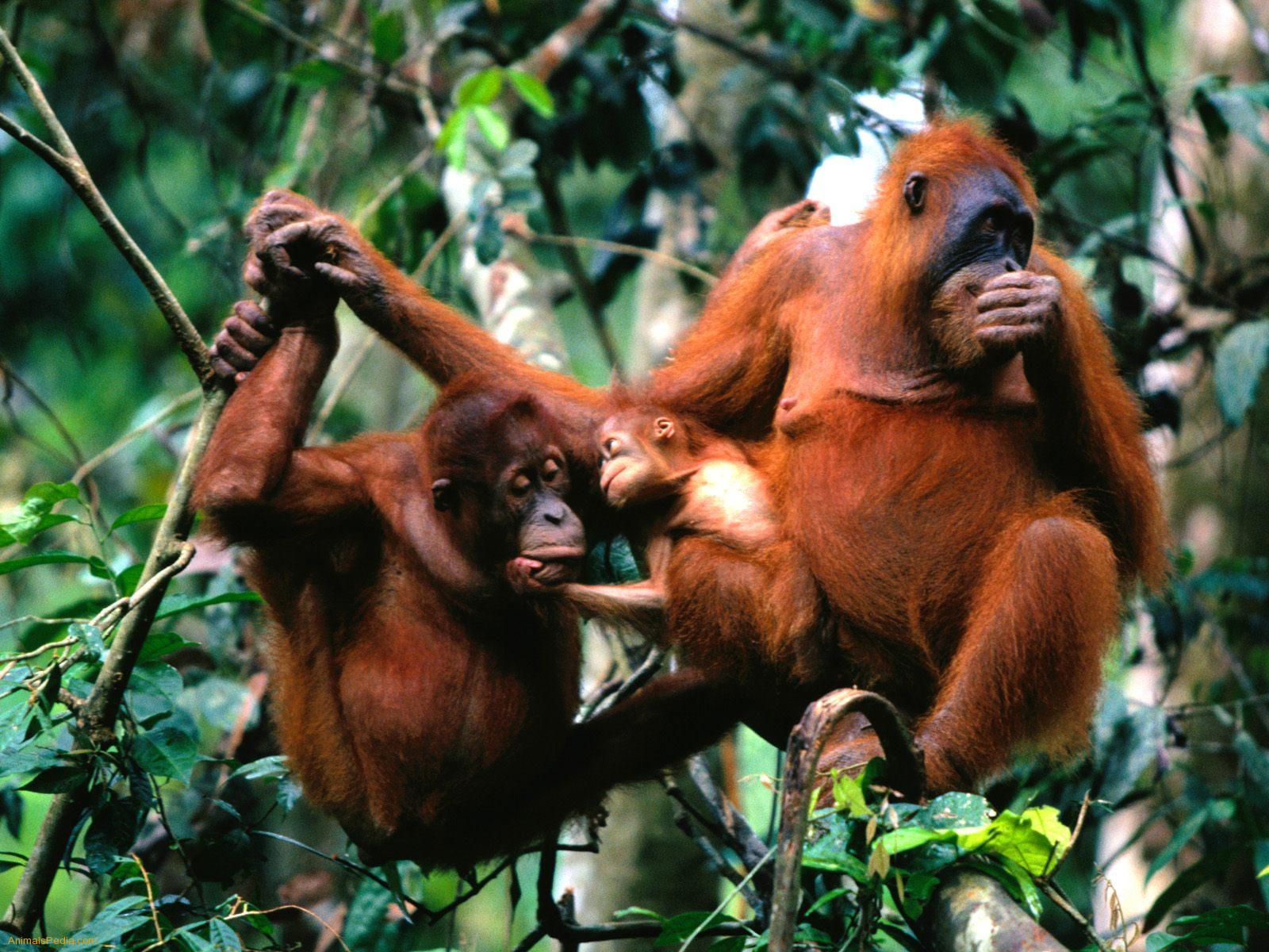 Family-Tree Orangutans