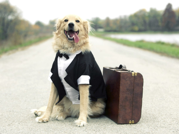 Top Tips When Traveling With Pets