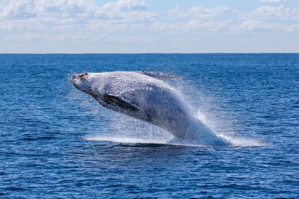 whale watch Australia